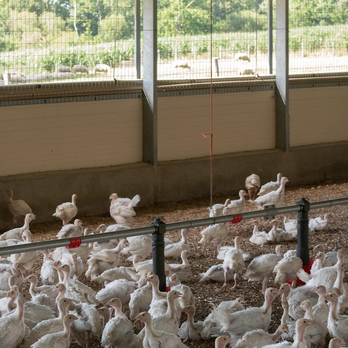 Alimentation Des Dindes Ma Tre Coq