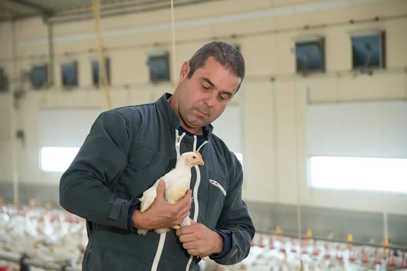 Éleveur de volailles Maître CoQ : le respect des animaux et de l’environnement